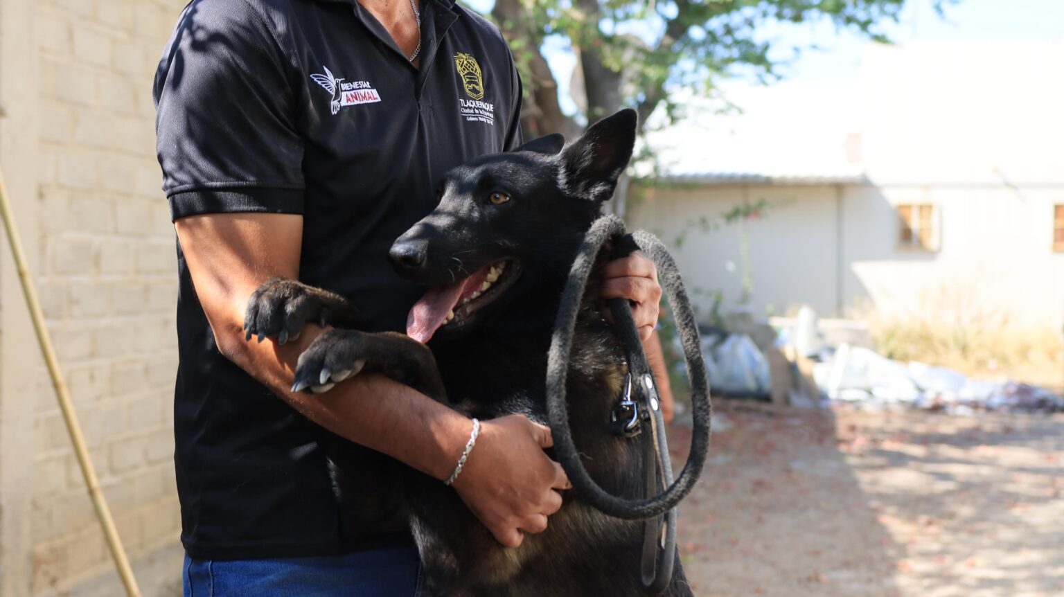 Resguardan a canino de maltrato físico.